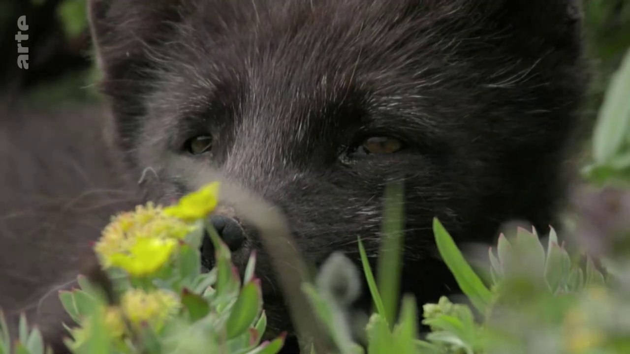 Shetland faunique 3. Retour de la lumière. Islande renard polaire. Norvège rennes