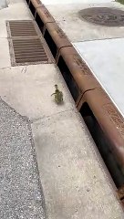 Gosling Rescued From Busy Road