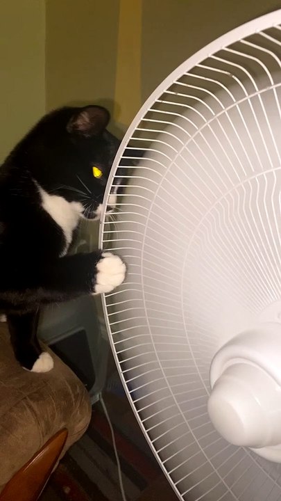 Kitty Playfully Paws at Pedestal Fan