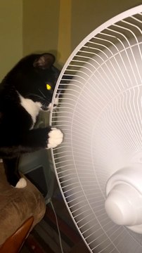 Kitty Playfully Paws at Pedestal Fan
