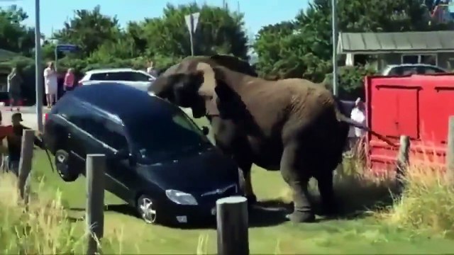 Funniest Animals  - Best Of The 2020 Funny Animal Videos  - Cutest Animals Ever