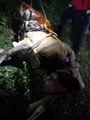 Giresun'da uçuruma yuvarlanan inek AKUT ekipleri tarafından kurtarıldı