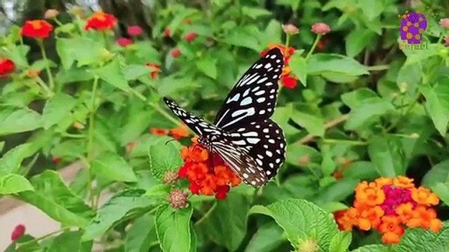 15 Minute Natural Healing Music | Meditation | Mindfulness | Peaceful | Calm | Serene | Butterfly | Positive Energy | Study | Sleep