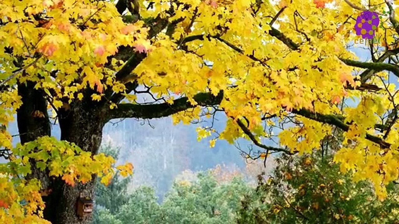 15 Minute Relaxing Anti-Depression Music | Stress-Relief | Calming Down | Soothing | Healing | Self-love | Self-Esteem | Meditation