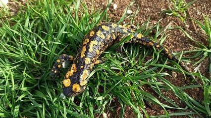 Baharla birlikte Benekli Semenderler çıkmaya başladı