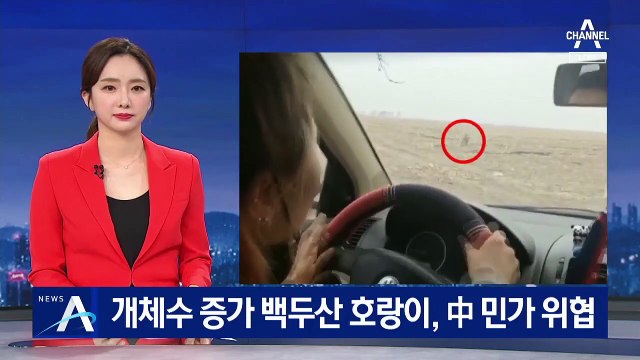 개체수 증가 백두산 호랑이, 中 민가까지 내려와 위협