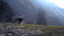 Un aigle royal capture un renard
