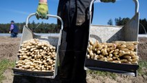 German asparagus season uncertain as COVID curbs shut out workers