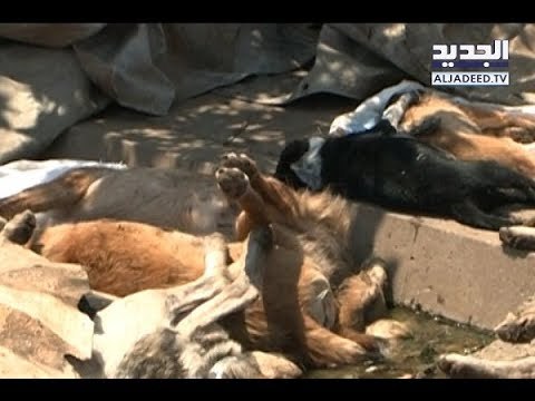 ملثمّون يقتحمون ملجأ للكلاب في بلدة أرصون ويقتلون أكثر من 50 كلباً! - ليال سعد