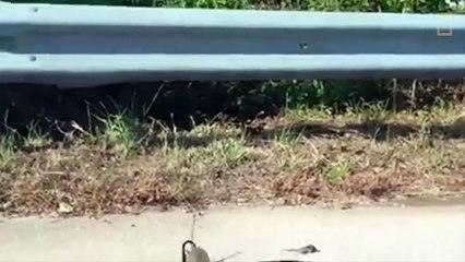 Yavrusunu yılanın ağzından alan anne fare