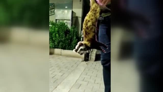 ŞANLIURFA - Koruma altında olan alaca sansar görüldü