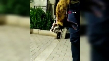 Şanlıurfa’da nesli tükenme tehlikesi altında olan Alacasansar görüldü