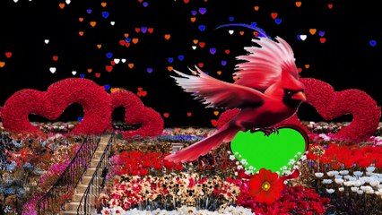 beautiful natural flower photo frame wedding animation background video 2021