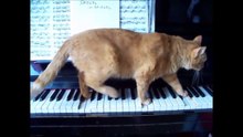 PERROS Y GATOS TOCANDO EL PIANO