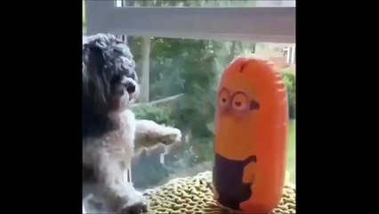 COMPILACIÓN DEDICADA A LOS AMANTES DE LOS PERROS