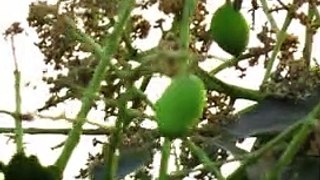 Baby Mangoes On The Tree  | Mango Season | INDIA