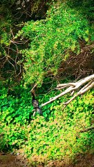 Indian Cormorant  Bird  Or Indian Shag ( Phalacrocorax fuscicollis )