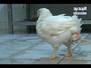 حالة نادرة تفاجئ أحد أبناء الضاحية الجنوبية... دجاجة بثلاثة أرجل! - علاء سلوم