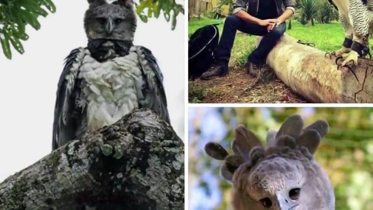 Massive Rare Eagle