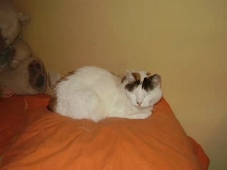 Mes peti_0001