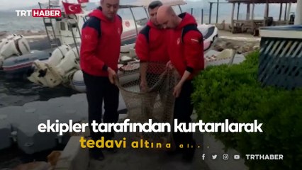 Yaralı deniz kaplumbağasının silahla vurulduğu ortaya çıktı