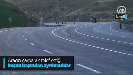 Aracın çarparak telef ettiği kuşun başından ayrılmadılar