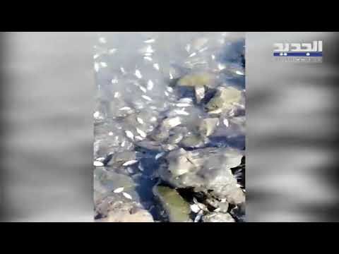 نفوق كميات كبيرة من الاسماك في الكرنتينا