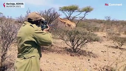 Kenya'da suların yükselmesiyle adada mahsur kalan zürafalar kurtarıldı