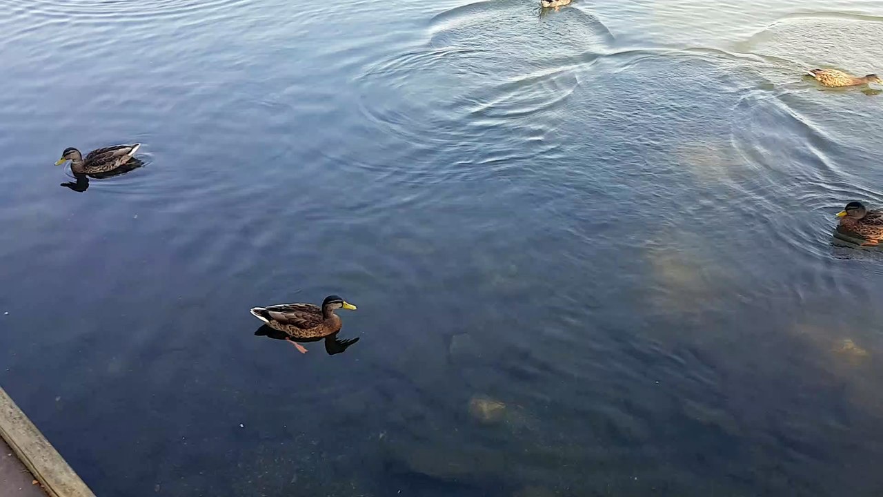 patos en el lago de lourdes