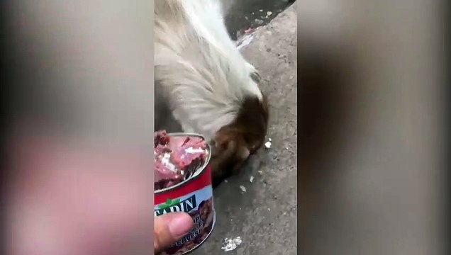 İşte Türk askerinin merhameti