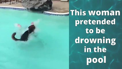 The dog became a lifeguard