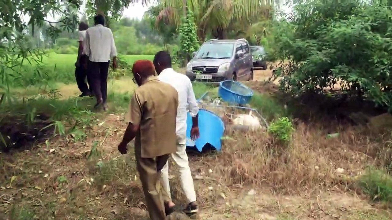 Successful Bamboo Farming In Gujarat Ahmedabad || Bambusa Bambos || Buy Back Agreement