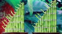 10 Amazing Lucky Bamboo Plant Decoration Ideas | How To Shape Lucky Bamboo | Lucky Bamboo Plant