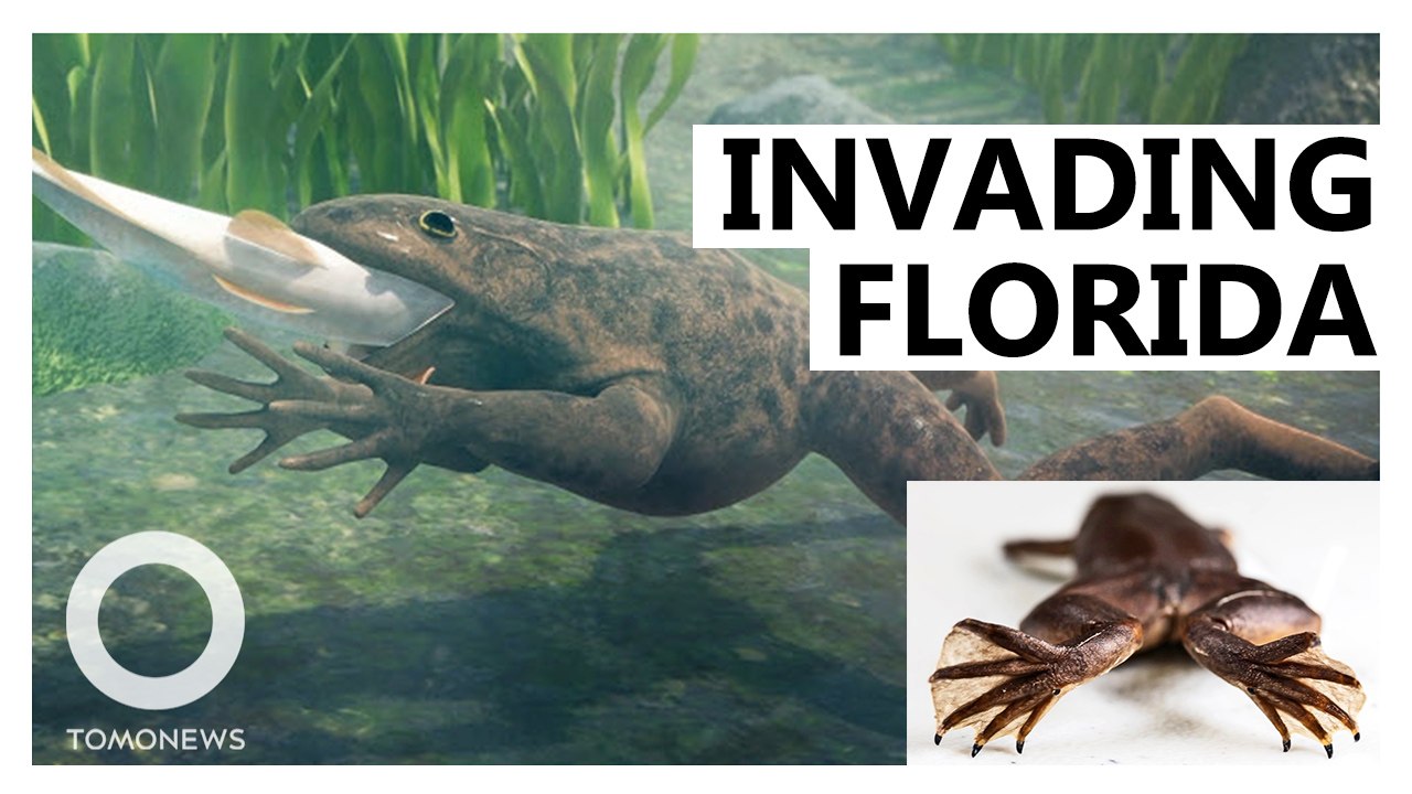 Clawed Frog Clawing Its Way Through Florida's Wildlife