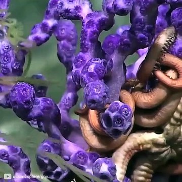 The Mariana Trench has a depth that reaches,10,000 meters(1)