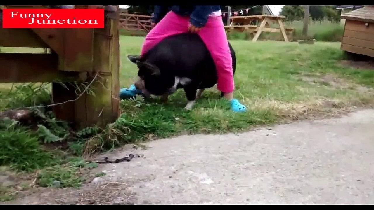 No.3 Top Funny Videos | Funniest Animals in the world #3 | Funny Cats