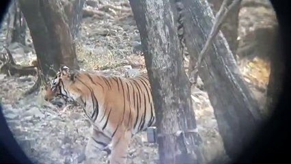 रणथम्भौर टागर रिजर्व: 40 सोलर वाटर पंपों बुझाएंगे वन्यजीवों की प्यास, इस माह दो रेंज हो जाएगी टैंकर फ्री