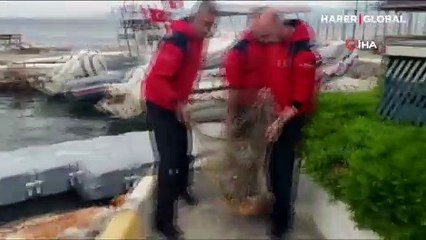 İzmir'de yaralı olarak bulunan caretta carettanın ateşli silahla vurulduğu ortaya çıktı