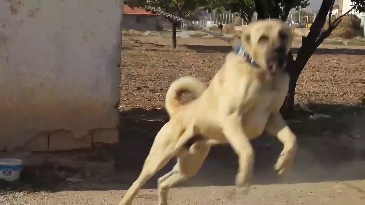 FENA ADAMCI COBAN KOPEGi - ANGRY ANATOLiAN SHEPHERD DOG