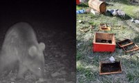 Kış uykusundan uyanan ayılar arı kovanlarını parçaladı