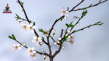 6 Minutes Relaxing Piano Music || Calm Music || Meditation Music || Stay for Meditation