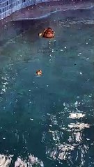 Sweet Little Duckling Swims in Circles