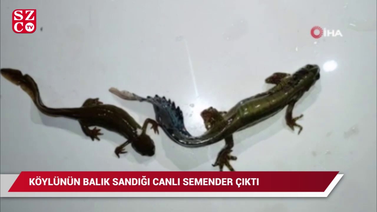 Köylünün ilk önce balık sandığı canlı bakın ne çıktı