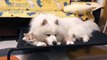Cute Friendship Cat And Dog  - The Cat  Living With Dog, Loving And Sleeping Together