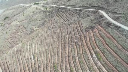 Türkiye'nin en kurak illerinden Iğdır yöre şartlarına uygun fidanlarla yeşerecek