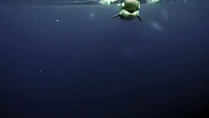 Cette orque offre un poisson à un plongeur