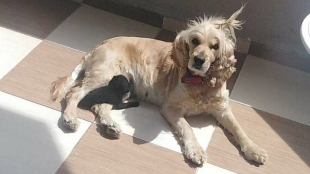 Yavru kediye 'Lokum' annelik yapıyor