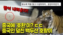 범이 내려온다~ 중국에 ‘호환’이? 무시무시한 백두산 호랑이들