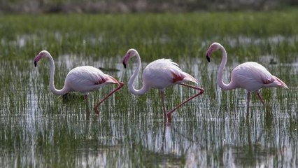 TUZ GÖLÜ'NE GÖÇ EDEN FLAMİNGOLARIN AKSARAY MOLASI