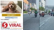 Dafi the dog: How a runaway poodle brought Malaysians together